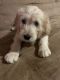 Goldendoodle Puppies for sale in Lexington, KY, USA. price: $850