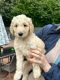 Goldendoodle Puppies for sale in Miami, FL, USA. price: $500