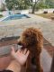 Goldendoodle Puppies for sale in Somerset County, NJ, USA. price: $500