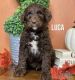 Goldendoodle Puppies for sale in Fresno, CA, USA. price: $2,000