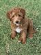 Goldendoodle Puppies for sale in College Station, TX, USA. price: NA