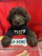 Goldendoodle Puppies for sale in Redding, CA, USA. price: $850
