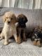 Goldendoodle Puppies for sale in Porterville, CA 93257, USA. price: $900