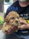 Goldendoodle Puppies for sale in Danville, OH 43014, USA. price: $800