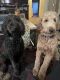 Goldendoodle Puppies for sale in Waterford Twp, MI 48328, USA. price: $500