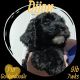 Goldendoodle Puppies for sale in Commiskey, IN 47227, USA. price: $950