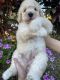 Goldendoodle Puppies for sale in Kissimmee, FL 34758, USA. price: $1,500