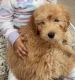 Goldendoodle Puppies for sale in Sacramento, CA, USA. price: $800
