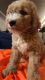 Goldendoodle Puppies for sale in Houma, LA, USA. price: $3,000