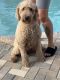 Goldendoodle Puppies for sale in Jacksonville, FL, USA. price: $500