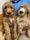Goldendoodle Puppies for sale in Wilmington, NC, USA. price: $1,600