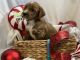 Goldendoodle Puppies for sale in Goldsboro, NC, USA. price: $1,800