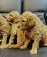 Goldendoodle Puppies for sale in Jupiter, FL, USA. price: $1,000