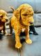 Goldendoodle Puppies for sale in Jupiter, FL, USA. price: $2,500