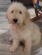 Goldendoodle Puppies for sale in Sylacauga, AL, USA. price: $300