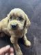 Goldendoodle Puppies for sale in Sussex County, NJ, USA. price: $2,650
