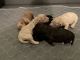 Goldendoodle Puppies for sale in Herington, KS 67449, USA. price: $1,200