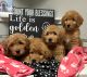 Goldendoodle Puppies for sale in Yakima, WA 98902, USA. price: $800