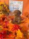 Goldendoodle Puppies for sale in Tupelo, MS, USA. price: $1,500