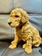 Goldendoodle Puppies for sale in Jupiter, FL, USA. price: $1,500
