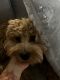Goldendoodle Puppies for sale in Newark, NJ 07106, USA. price: $1,300