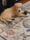 Goldendoodle Puppies for sale in Ripley, TN 38063, USA. price: $50,000