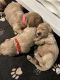 Goldendoodle Puppies for sale in Gainesville, GA, USA. price: $1,800
