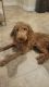 Goldendoodle Puppies for sale in North Port, FL, USA. price: $2,000