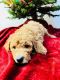 Goldendoodle Puppies for sale in Vero Beach, FL 32960, USA. price: $900