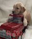 Goldendoodle Puppies for sale in Denver, CO, USA. price: $1,600