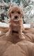 Goldendoodle Puppies for sale in St. George, UT, USA. price: $2,000