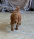 Goldendoodle Puppies for sale in Chino, CA, USA. price: $2,500