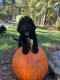 Goldendoodle Puppies for sale in 173 Yadkin Falls, New London, NC 28127, USA. price: $700