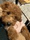 Goldendoodle Puppies for sale in Dallas, TX, USA. price: $2,800