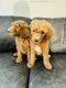 Goldendoodle Puppies for sale in Jupiter, FL, USA. price: $1,000