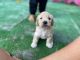 Goldendoodle Puppies for sale in Fort Lauderdale, FL 33317, USA. price: NA