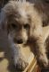 Goldendoodle Puppies for sale in Tampa, FL, USA. price: $800