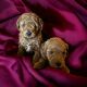 Goldendoodle Puppies for sale in Jefferson City, MO, USA. price: $1,250