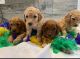Goldendoodle Puppies for sale in Lake Worth Beach, FL, USA. price: $1,500