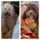 Goldendoodle Puppies for sale in Leland, MS 38756, USA. price: $1,500