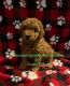 Goldendoodle Puppies for sale in Milwaukee, WI, USA. price: $2,500