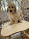 Goldendoodle Puppies for sale in Cookeville, TN, USA. price: $600