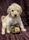 Goldendoodle Puppies for sale in Chatsworth, Georgia. price: $850