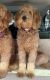 Goldendoodle Puppies for sale in Victorville, CA, USA. price: $2,250