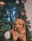Goldendoodle Puppies for sale in Glen Allen, VA 23059, USA. price: $1,500