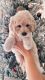 Goldendoodle Puppies for sale in St. George, UT, USA. price: $1,800