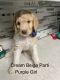 Goldendoodle Puppies for sale in Battle Creek, Michigan. price: NA