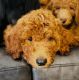 Goldendoodle Puppies for sale in Vero Beach, FL 32960, USA. price: $500