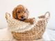Goldendoodle Puppies for sale in Alliance, North Carolina. price: $500