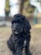 Goldendoodle Puppies for sale in Tulare, CA 93274, USA. price: $1,800